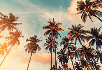 Palm Trees - Shutterstock