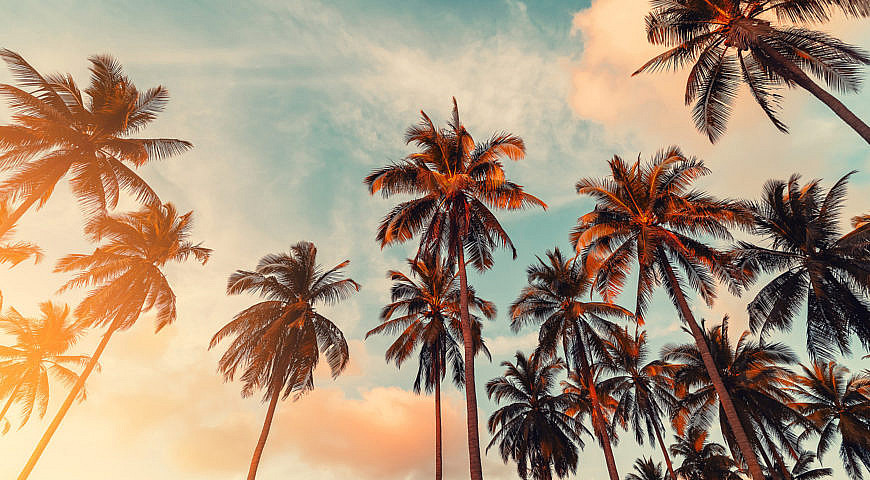 Palm Trees - Shutterstock